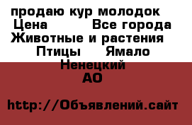 продаю кур молодок. › Цена ­ 320 - Все города Животные и растения » Птицы   . Ямало-Ненецкий АО